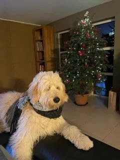 Goldendoodle karakter: wat je moet weten over dit vriendelijke ras 2 Goldendoodle prijsmysteries