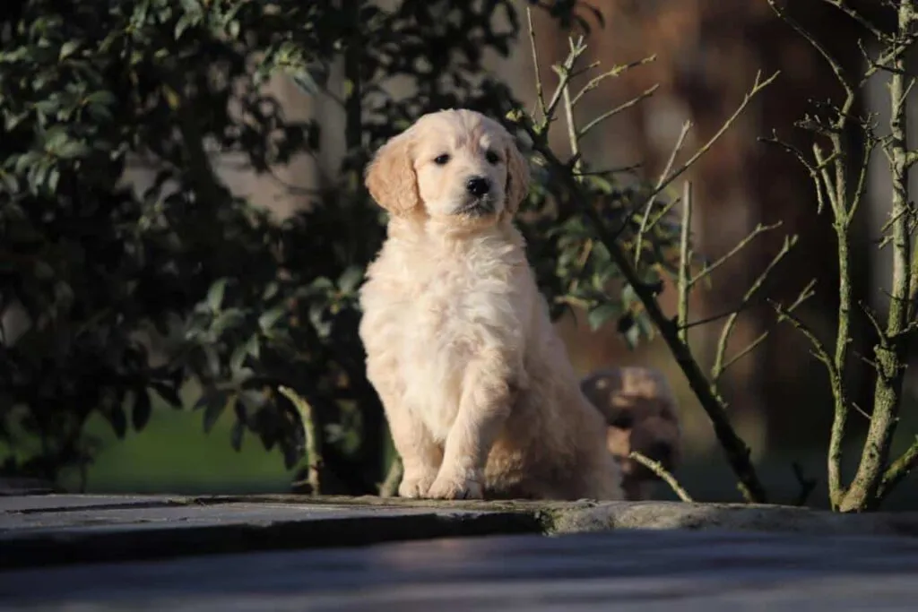 Goldendoodle puppy prijzen