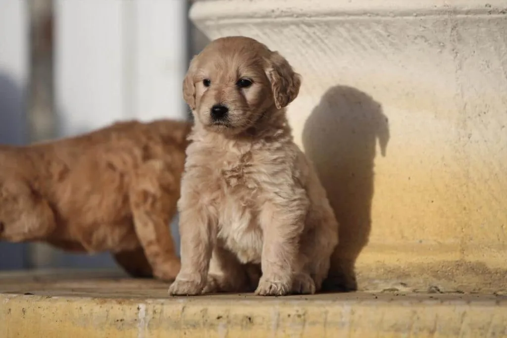 Goldendoodle karakter: wat je moet weten over dit vriendelijke ras 1 Goldendoodle gezondheid