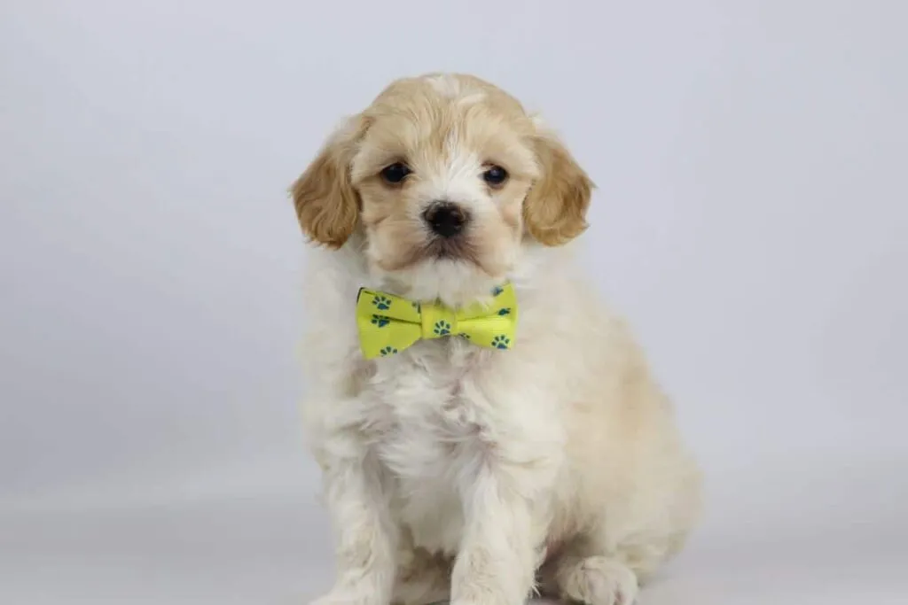 Les meilleures races de petits chiens - acheter des petits chiens 5 Aperçu des petites races de chiens