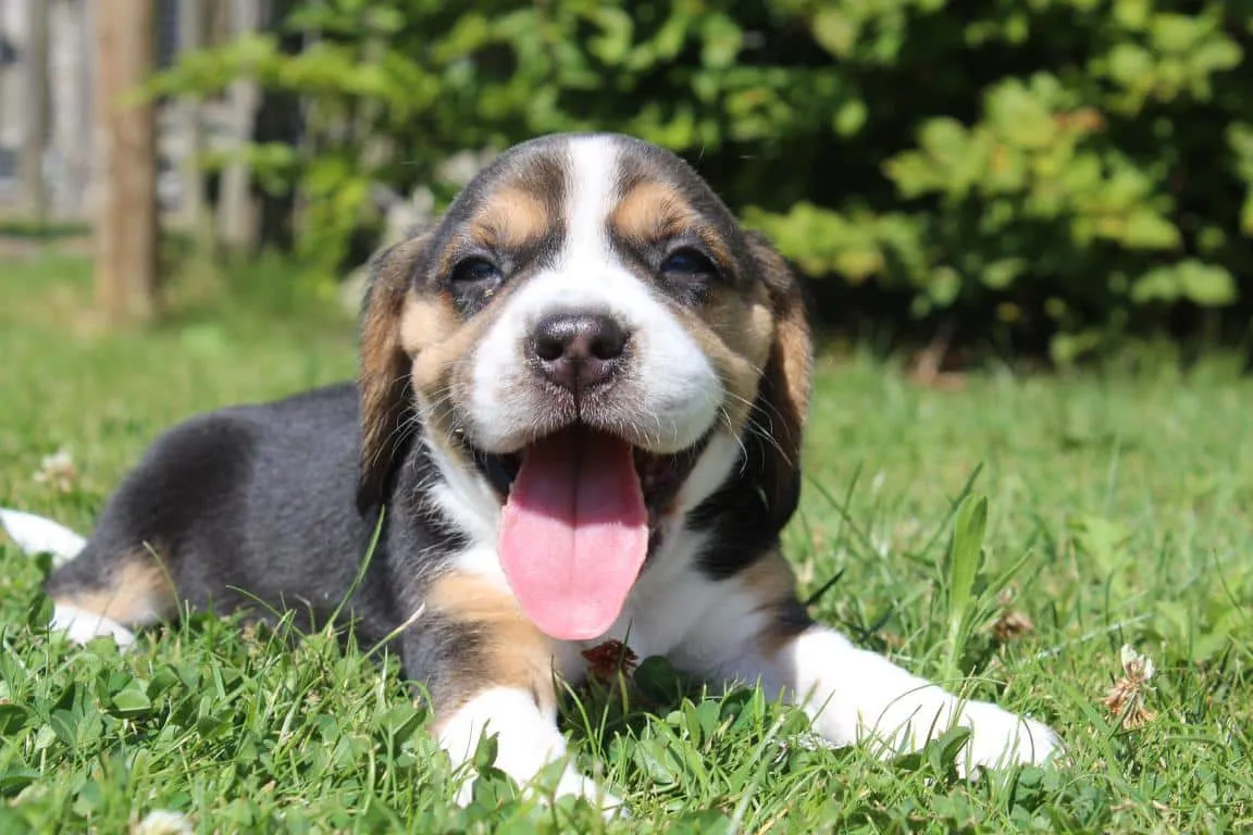 Entraîner un beagle : conseils pratiques pour un chien heureux 1 Beagle training gids