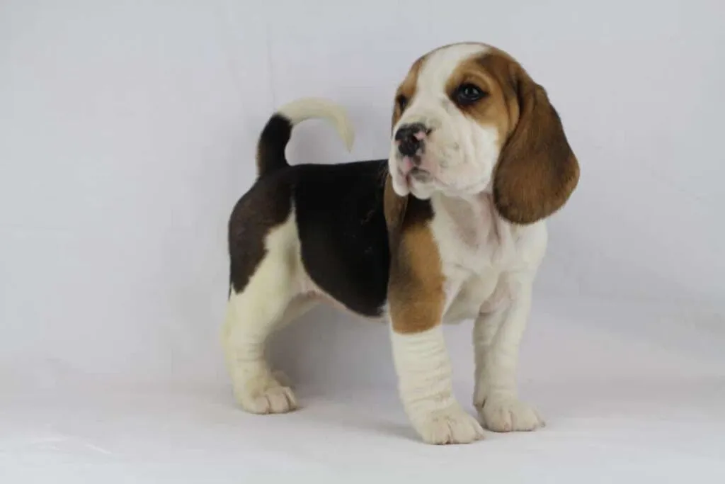 Entraîner un beagle : conseils pratiques pour un chien heureux 2 Beagle socialisatie