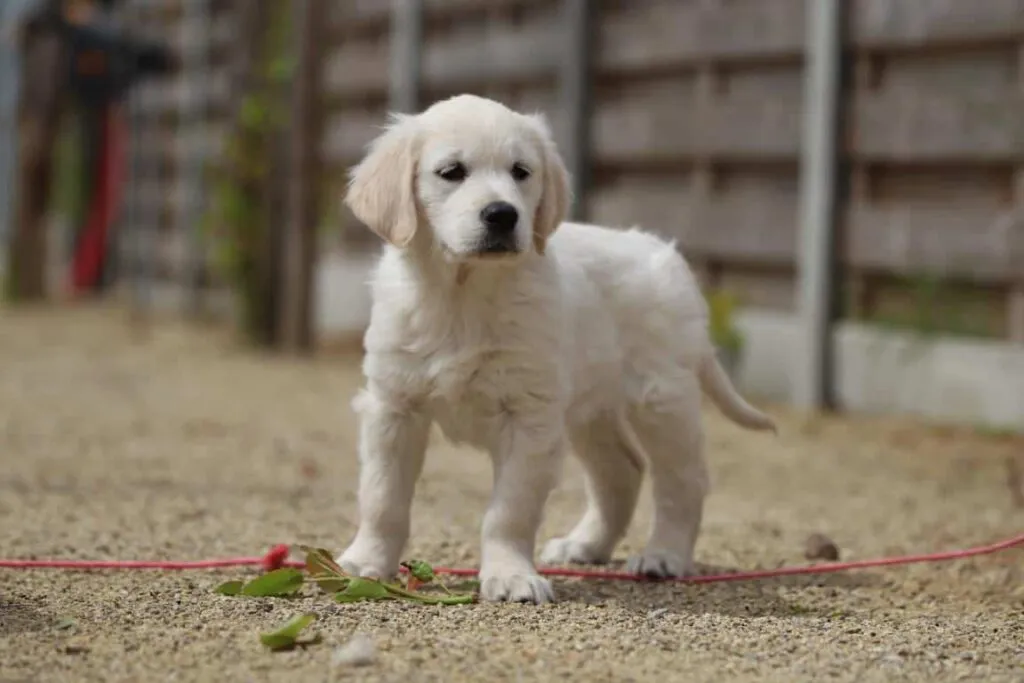 Golden retriever charakter: eigenschaften und persönlichkeit dieser großartigen rasse 3 Golden retriever natur