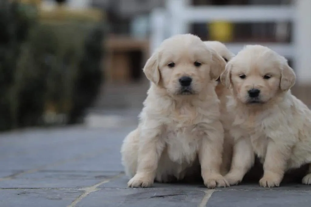 Golden retriever freundlichkeit