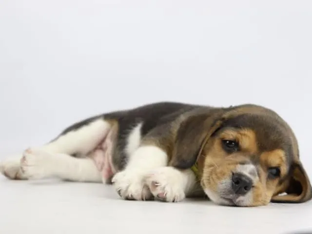 The best dog breed: beagle - everything you need to know 3 Beagle activiteiten