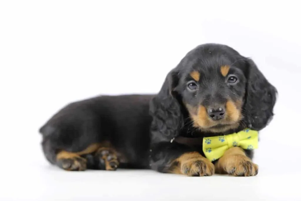 Schattige teckel puppy met gele strik op witte achtergrond.