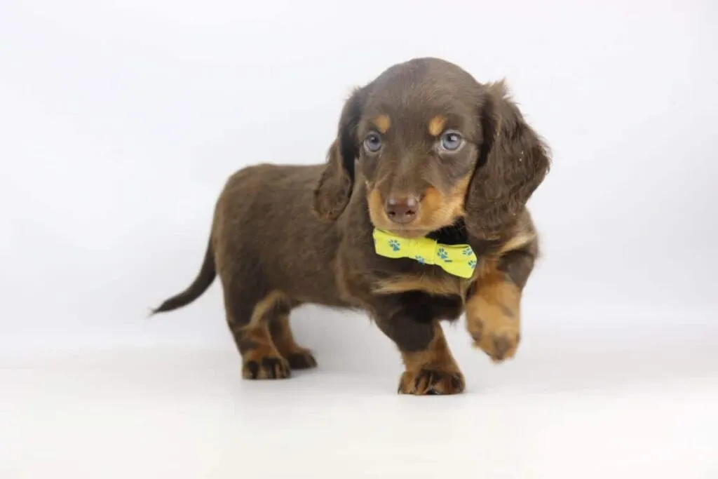 Kaninchen dachshund appearance