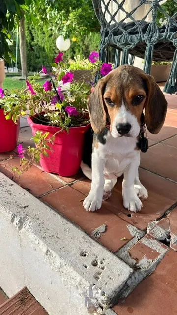 Entraîner un beagle : conseils pratiques pour un chien heureux 4 Beagle gedragsproblemen