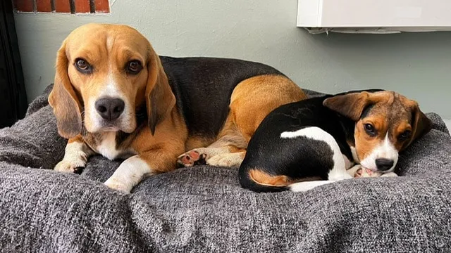 Entraîner un beagle : conseils pratiques pour un chien heureux 3 Beagle zindelijkheidstraining
