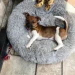 Jack russell - fientje 5