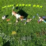 Jack russell - pumba de virton 3