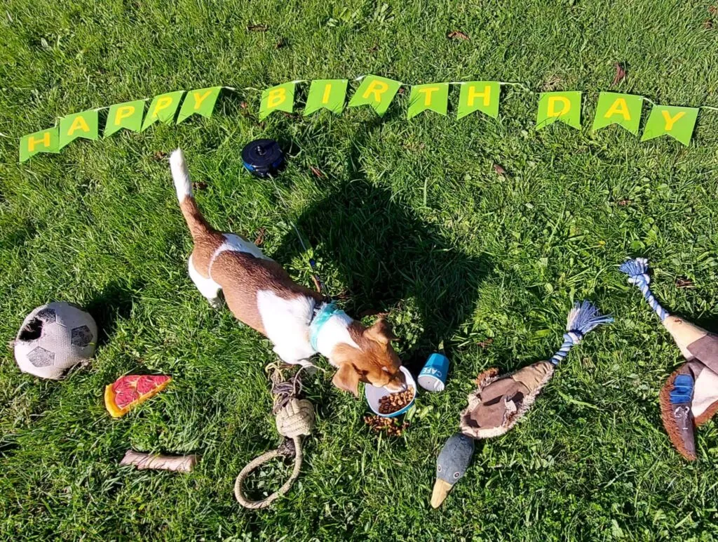Jack russell succesverhaal