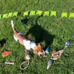 Jack russell - pumba de virton 2