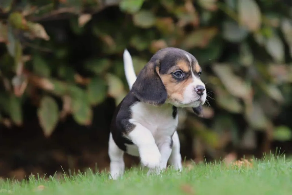 Zijn beagles goede gezinshonden? 5 Beagle temperament
