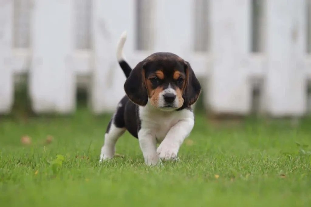 Hoeveel beweging heeft een beagle nodig? 1 Hoeveel beweging heeft een beagle nodig