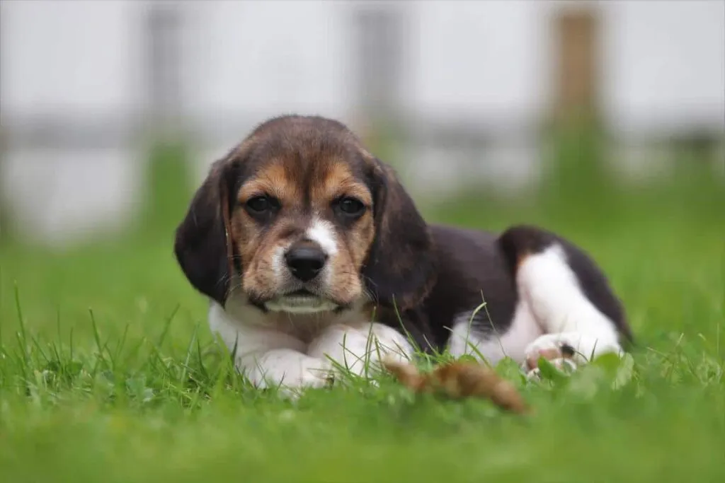 Zijn beagles goede gezinshonden? 6 Beagle opvoeding