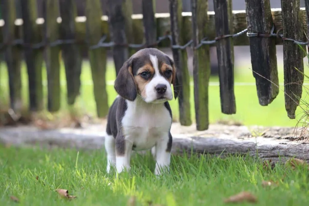 Beagle temperament gezin