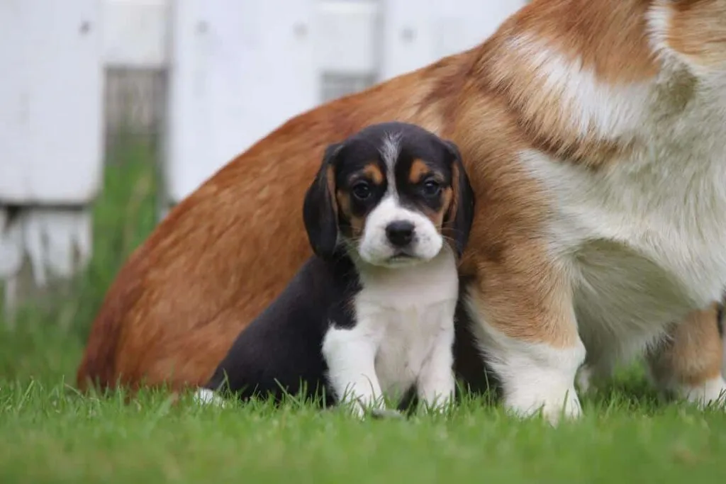 Zijn beagles goede gezinshonden? 4 Beagle familiehond