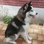 Siberische husky - barry 2 Schattige siberische husky puppy zit buiten op tegels.