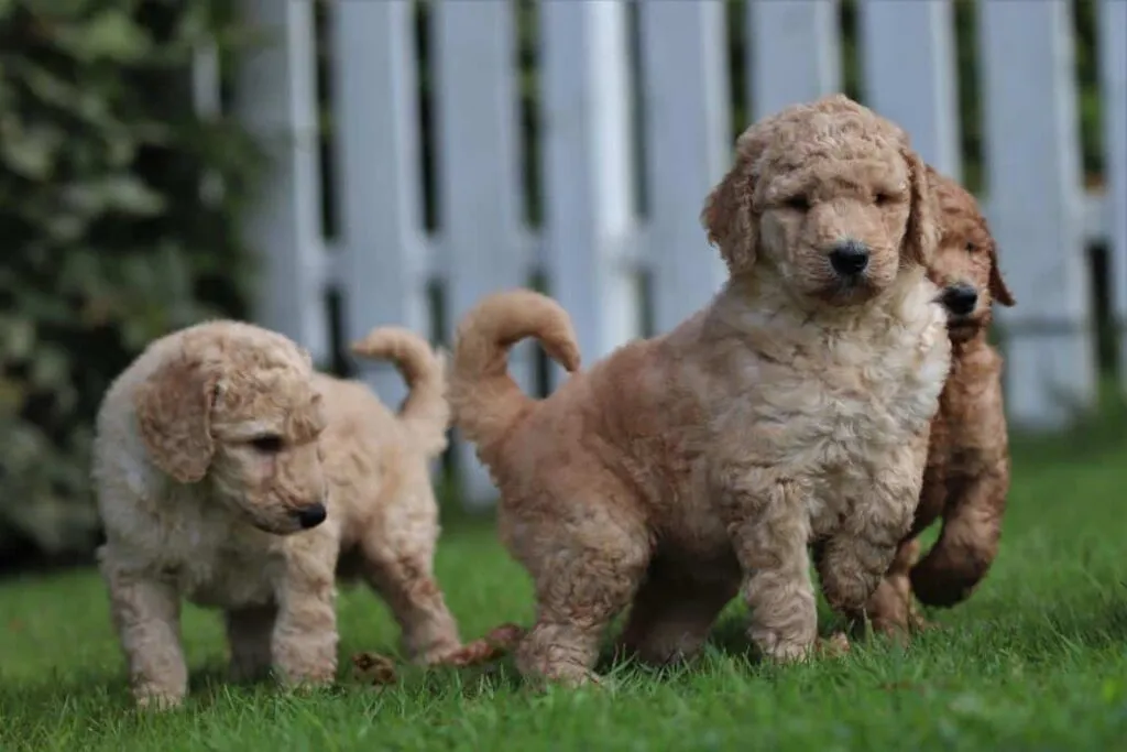 Labradoodle verzorging