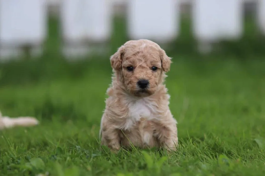 Maltipoo züchter - mischung pudel und malteser welpen zu verkaufen 3 Woefkesranch besuch