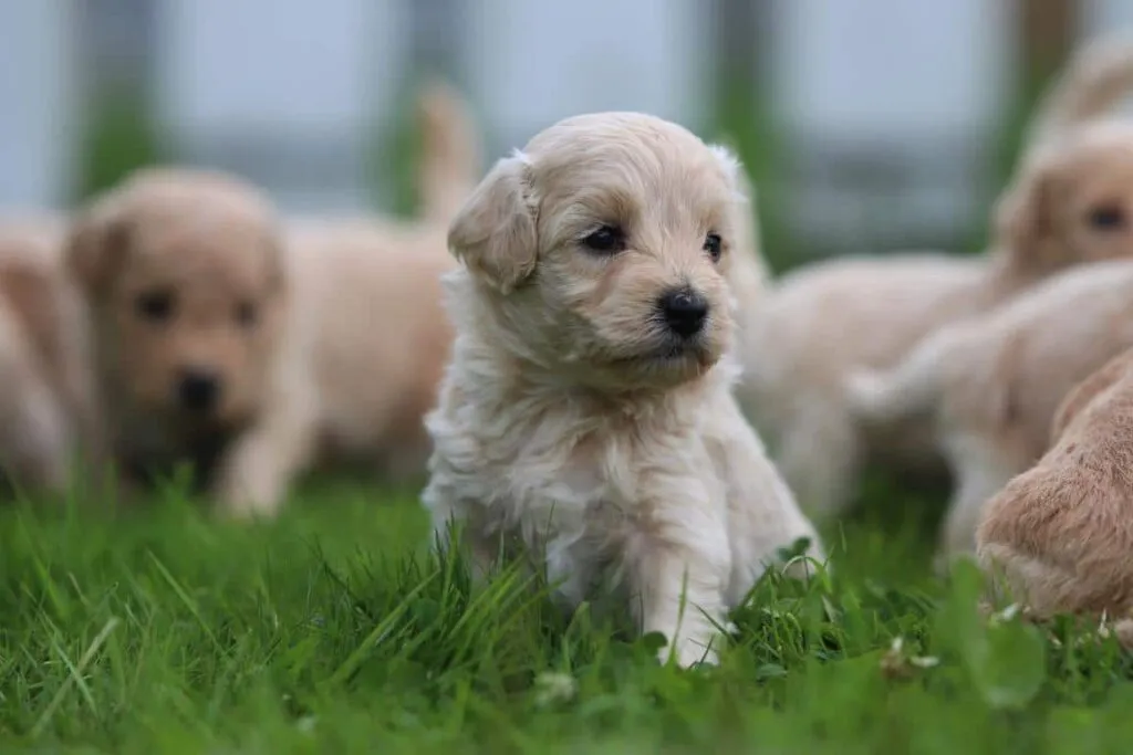 Maltipoo züchter - mischung pudel und malteser welpen zu verkaufen 1 Welpen adoption