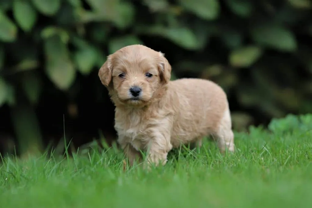 Maltipoo züchter - mischung pudel und malteser welpen zu verkaufen 4 Maltipoo welpen adoption