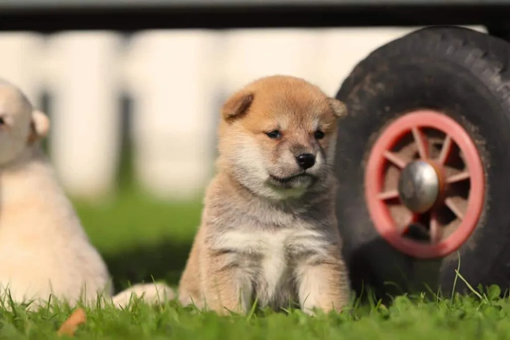 Shiba inu nestjes verwacht 2026 2 Tempérament shiba inu