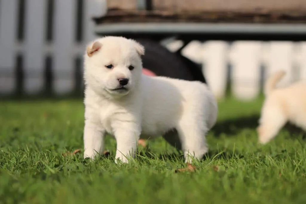 Algemene karaktereigenschappen van de shiba inu 1 Sure