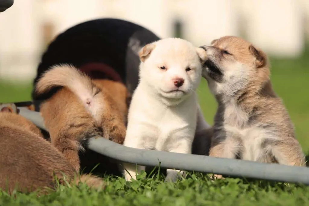 Shiba inu nestjes verwacht 2026 1 Shiba inu welpen kaufen