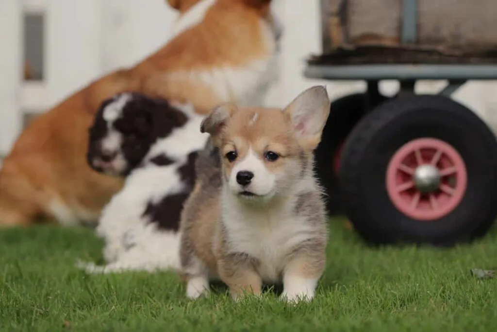 Welsh corgi pembroke prijs