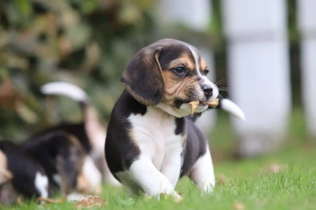 Hoeveel beweging heeft een beagle nodig? 2 Beagle beweging