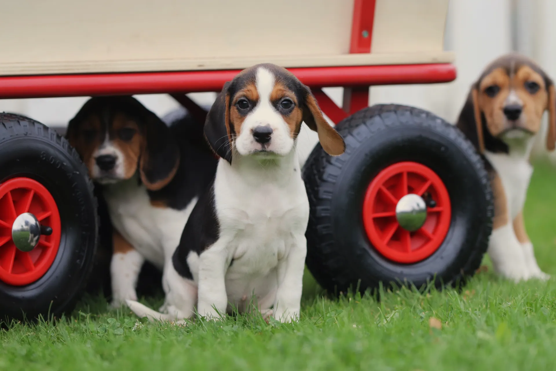 Beagle training programma