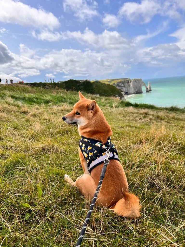 Portrait d'un shiba inu, entouré d'éléments d'architecture japonaise ancienne et de paysages naturels. Le chien se tient fièrement, montrant ses oreilles pointues et un regard alerte, évoquant son riche héritage culturel. Santé du shiba inu