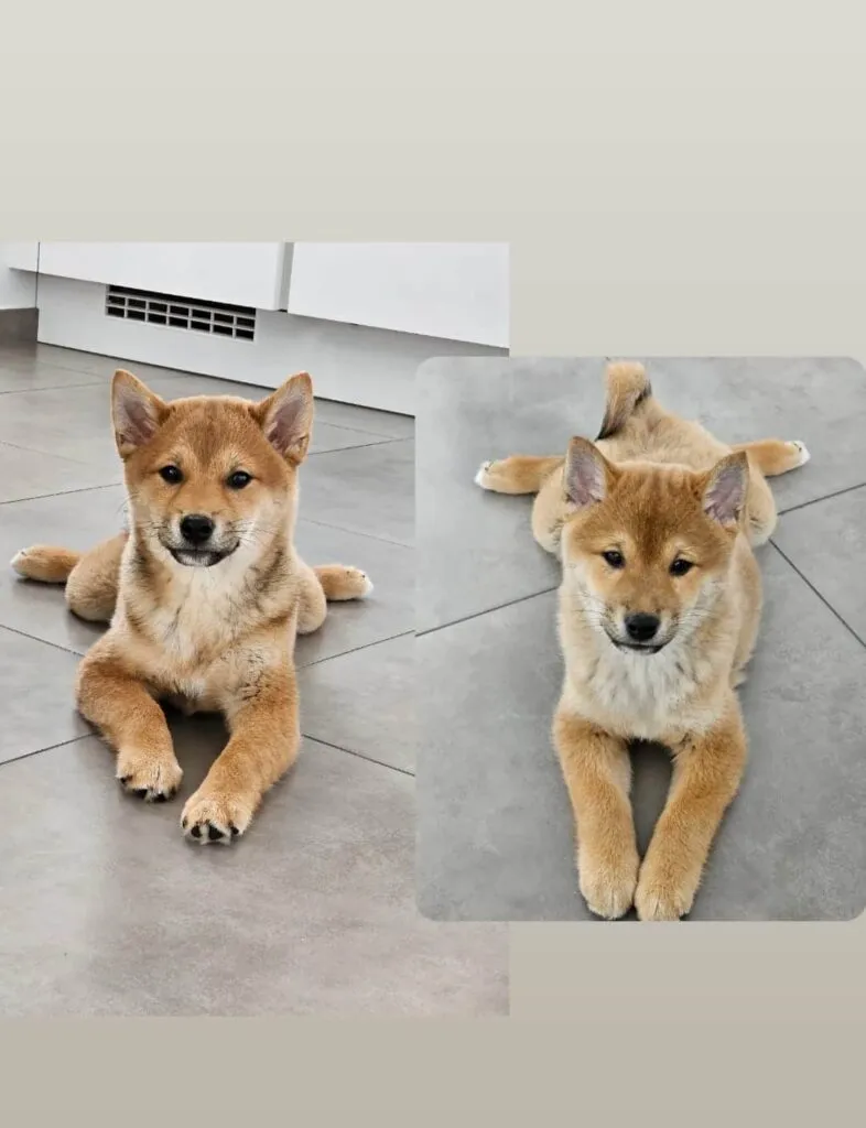 Soins du shiba inu