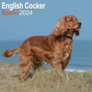 Engelse cocker nestjes 2025 4 Cocker spaniel nestjes