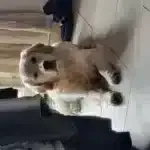 Golden retriever - jack 4