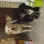 Golden retriever - jack 3