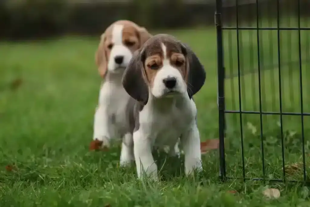 Beagle puppies for sale - belgian breeder woefkesranch – beagle kennel 8 Beagle gehoorzaamheidstraining