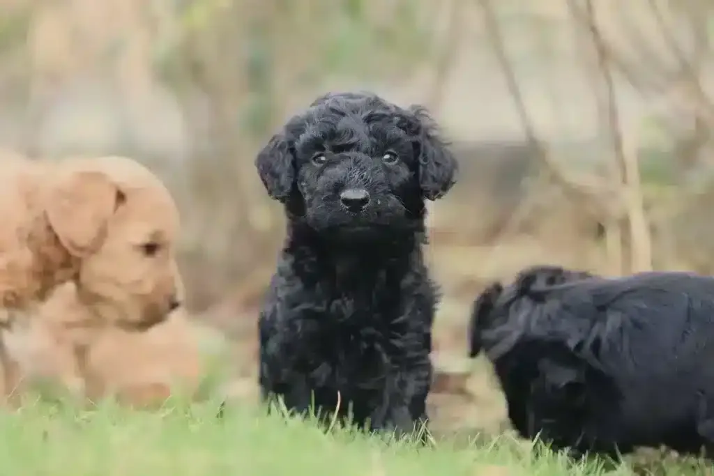 Labradoodle gehoorzaamheid