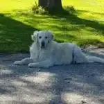 Golden retriever - mia 8