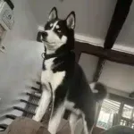 Husky - shaiko 1 Schattige siberische husky met blauwe ogen in huis.
