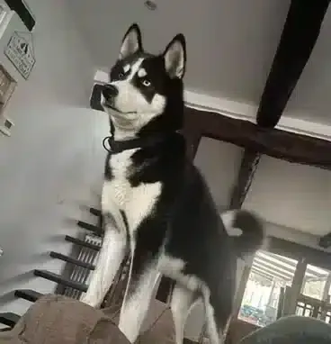 Schattige siberische husky met blauwe ogen in huis.