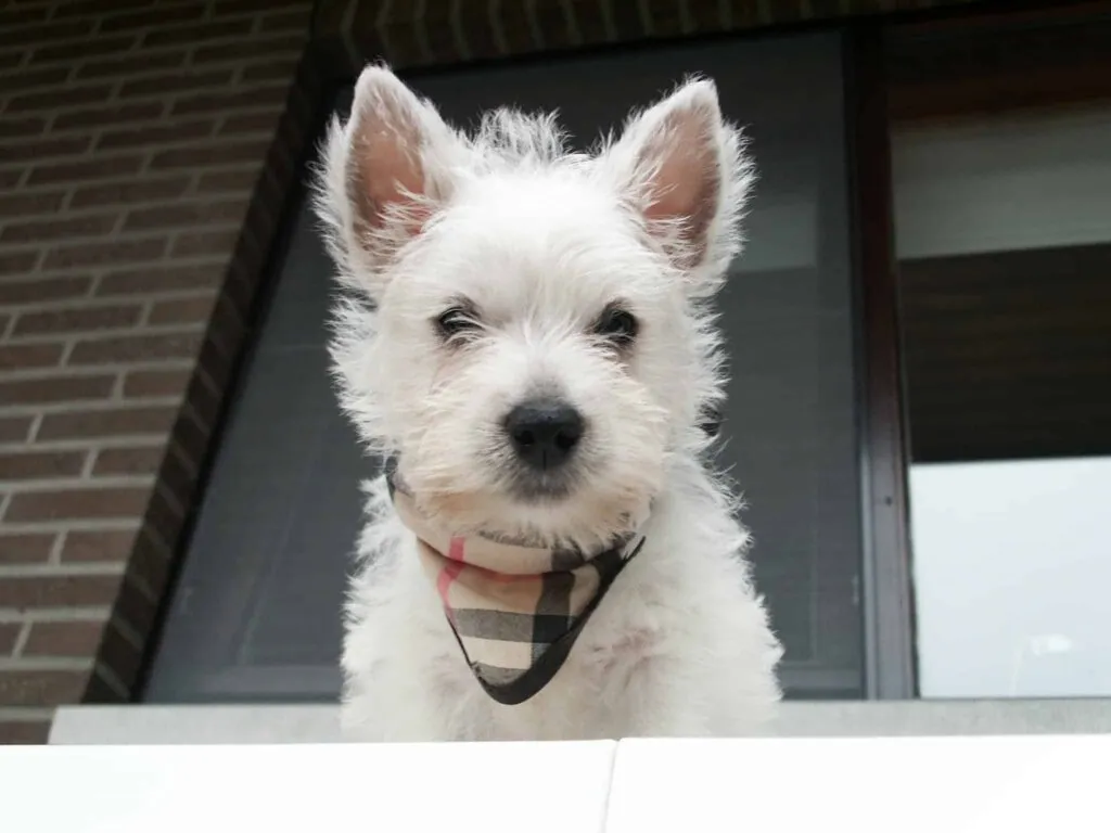Chiots west highland white terrier à vendre : qualité et soins chez un éleveur de premier plan 3