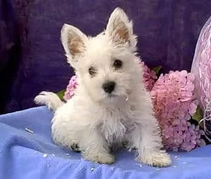 Chiots west highland white terrier à vendre : qualité et soins chez un éleveur de premier plan 4