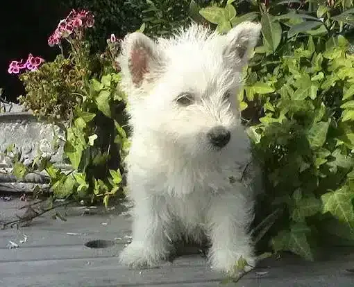 Westie prijs gids: wat kost een west highland white terriër in 2026? 1 Westie honden prijs