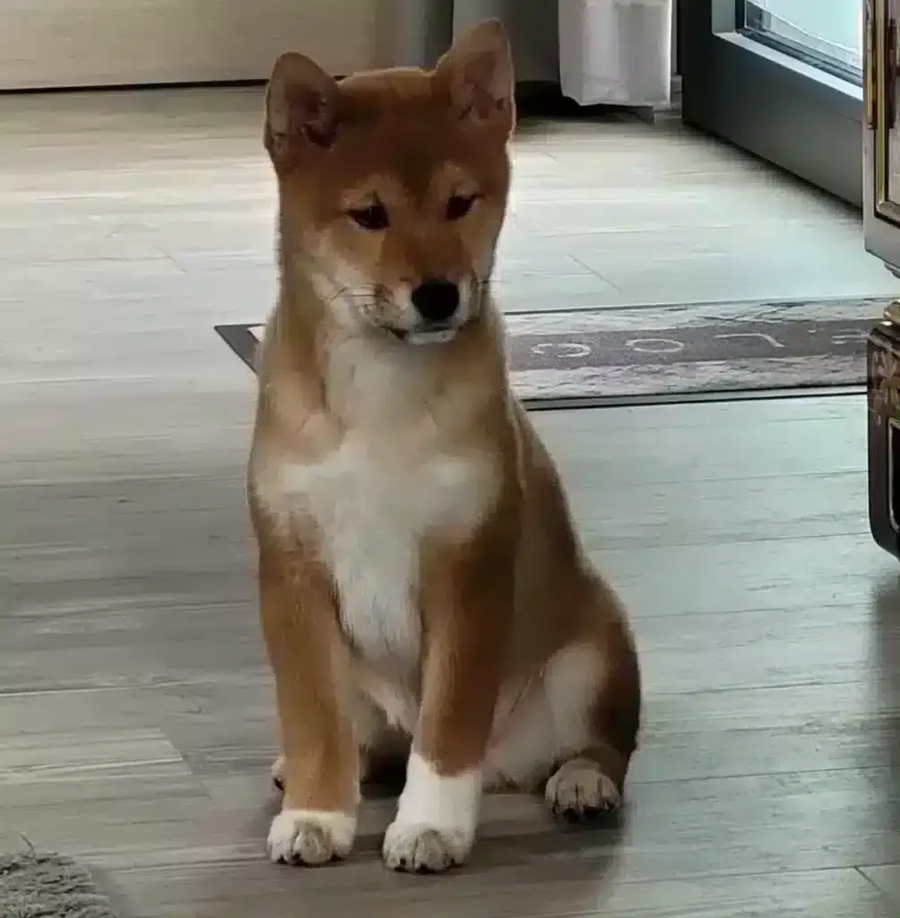 Un shiba inu assis sur un sol en bois, avec une expression pensive. La posture du chien suggère un malaise potentiel, invitant à la vigilance sur sa santé. Un éclairage naturel met en valeur le visage du chien et crée une atmosphère empathique.