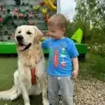 Golden retriever 2