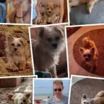Boomer - falco - sint-katelijne-waver 6 Boomer honden