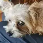 Boomer - falco - sint-katelijne-waver 8 Falco 1 jaar